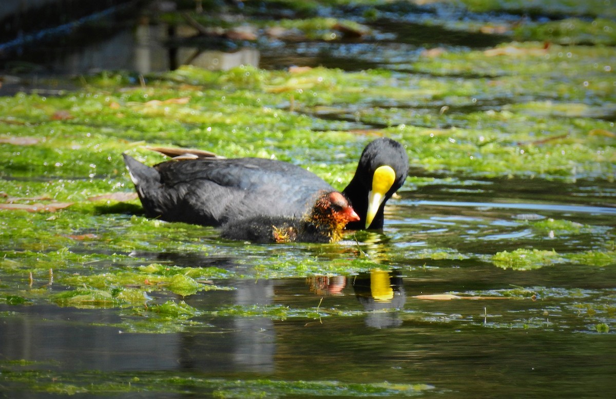 White-winged Coot - ML110791281