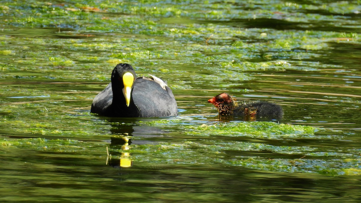 White-winged Coot - ML110791351