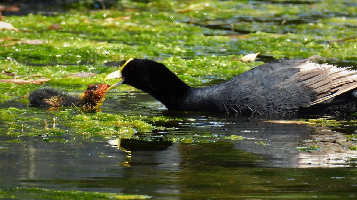 White-winged Coot - ML110791361