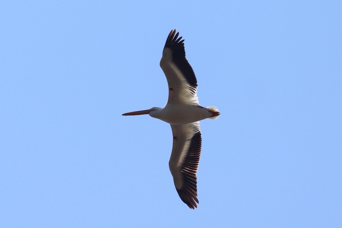 American White Pelican - Andrew Core