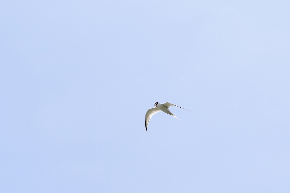Little Tern - Simon Mitchell