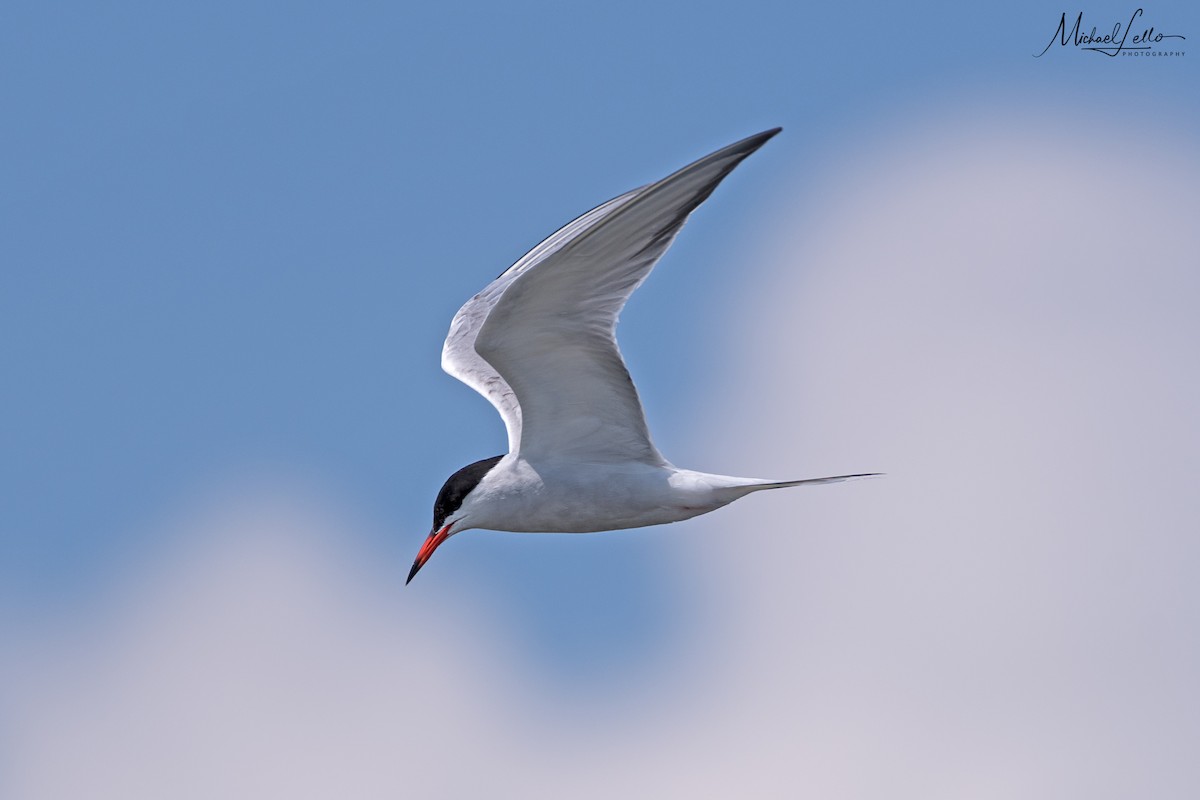 Common Tern - Michael  Lello