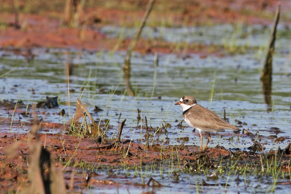 Semipalmated Plover - ML110795821