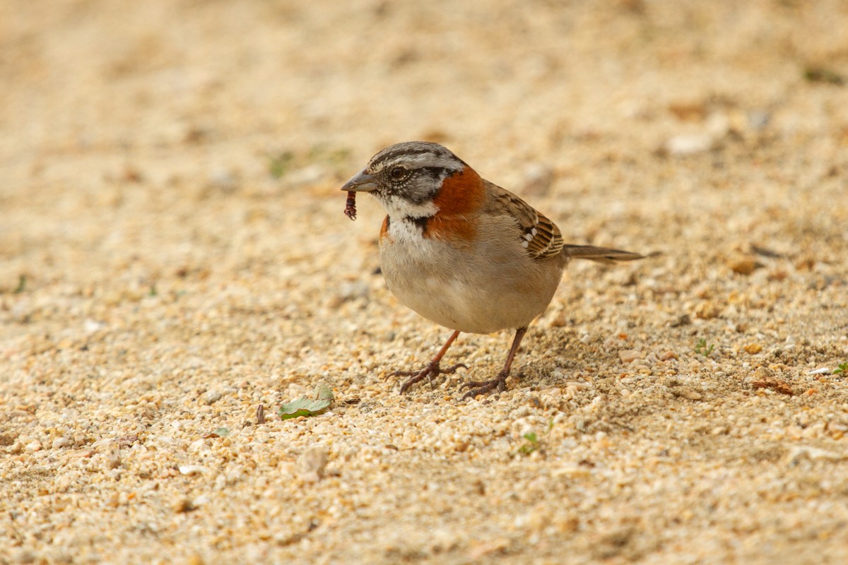 Rufous-collared Sparrow - ML110797051
