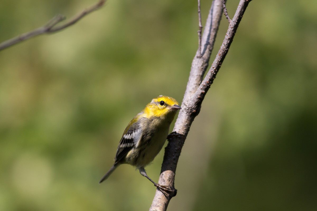 Black-throated Green Warbler - Tom Auer