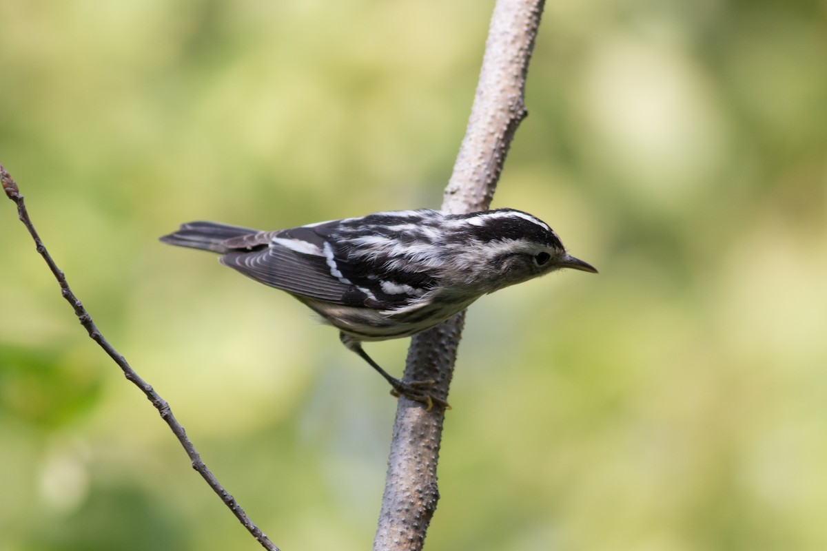 Black-and-white Warbler - Tom Auer