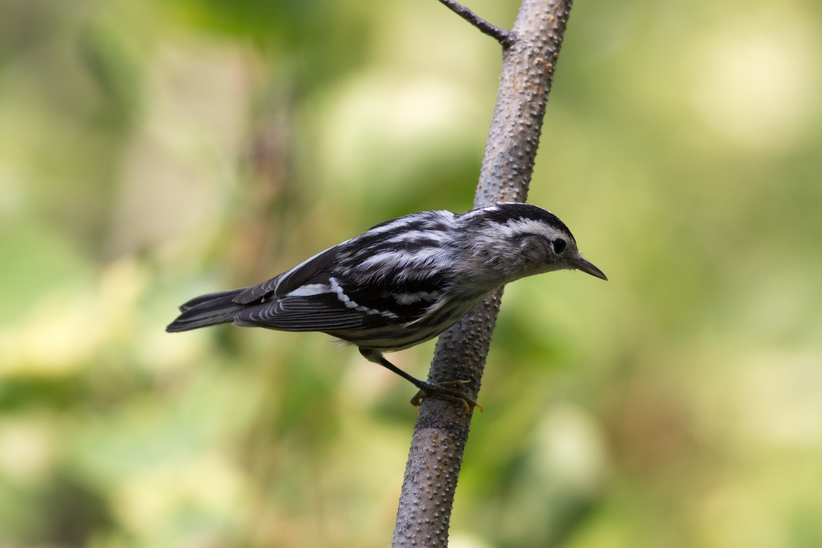 Black-and-white Warbler - Tom Auer