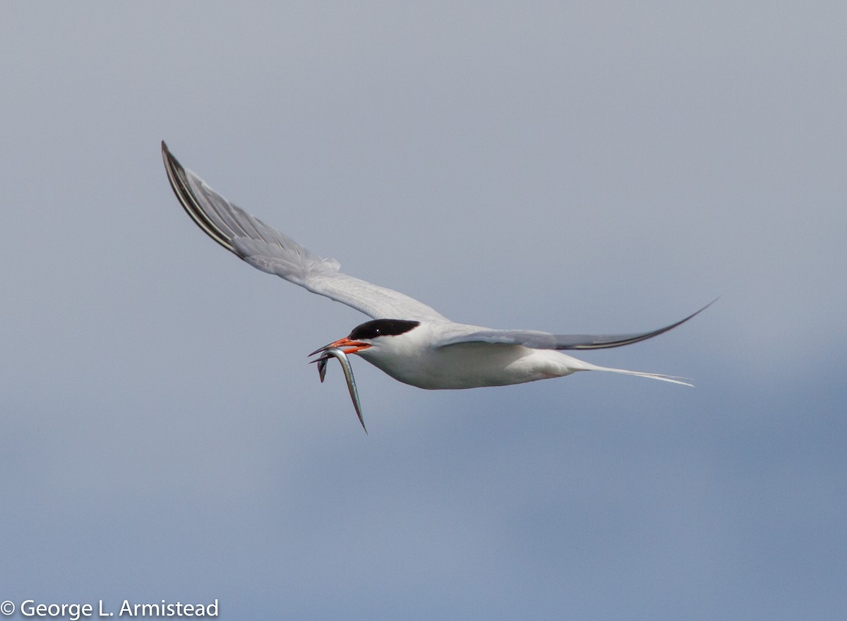 Roseate Tern - George Armistead | Hillstar Nature
