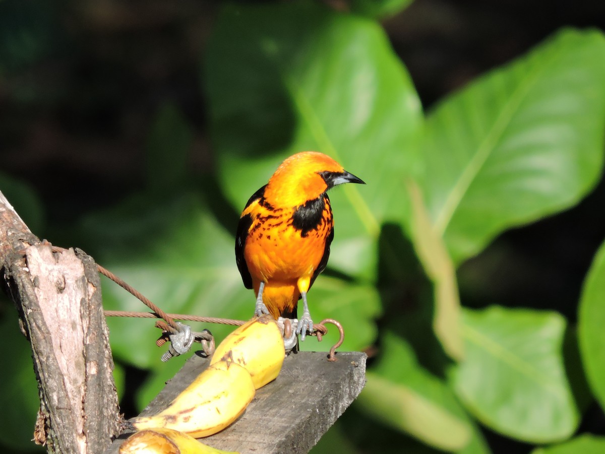 Spot-breasted Oriole - ML110804051