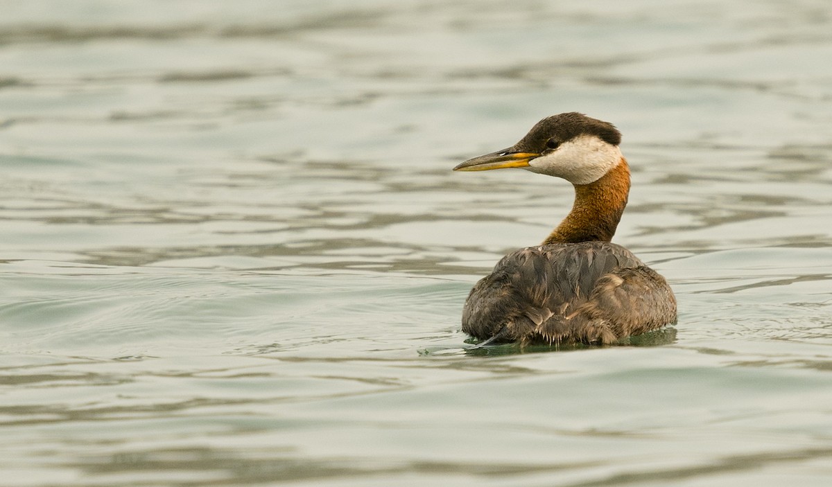 Red-necked Grebe - ML110805211