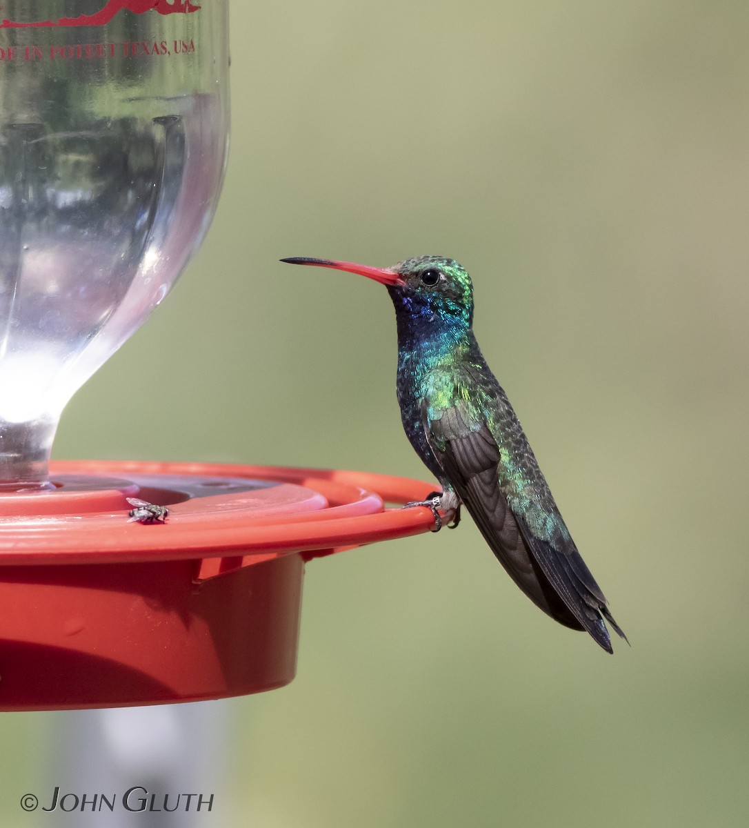 Broad-billed Hummingbird - John Gluth