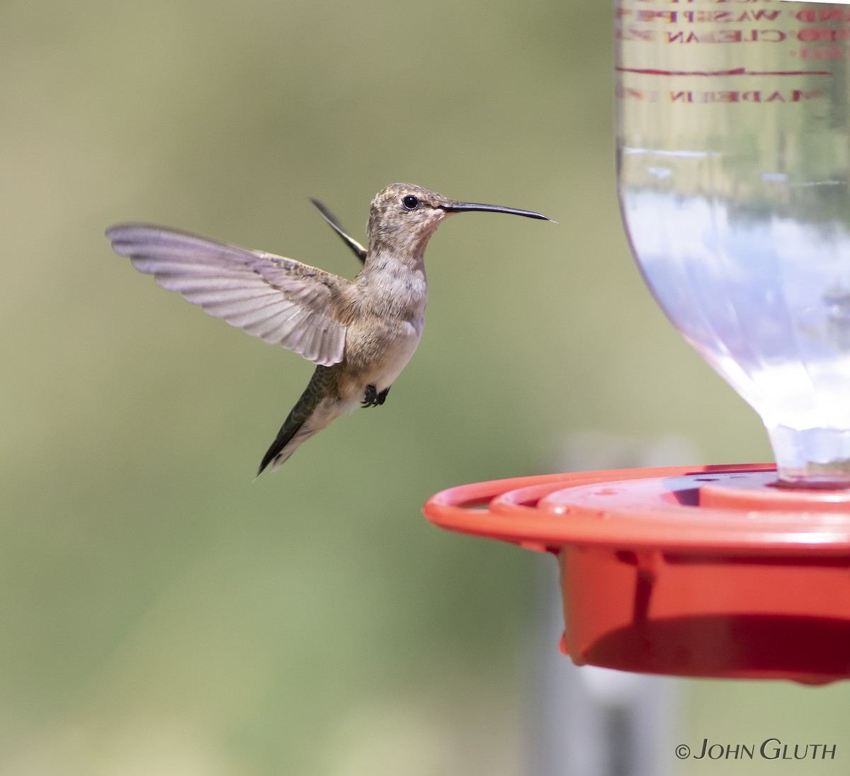Black-chinned Hummingbird - John Gluth