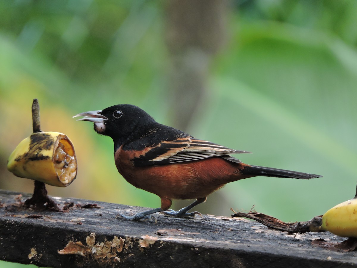 Orchard Oriole - ML110813471