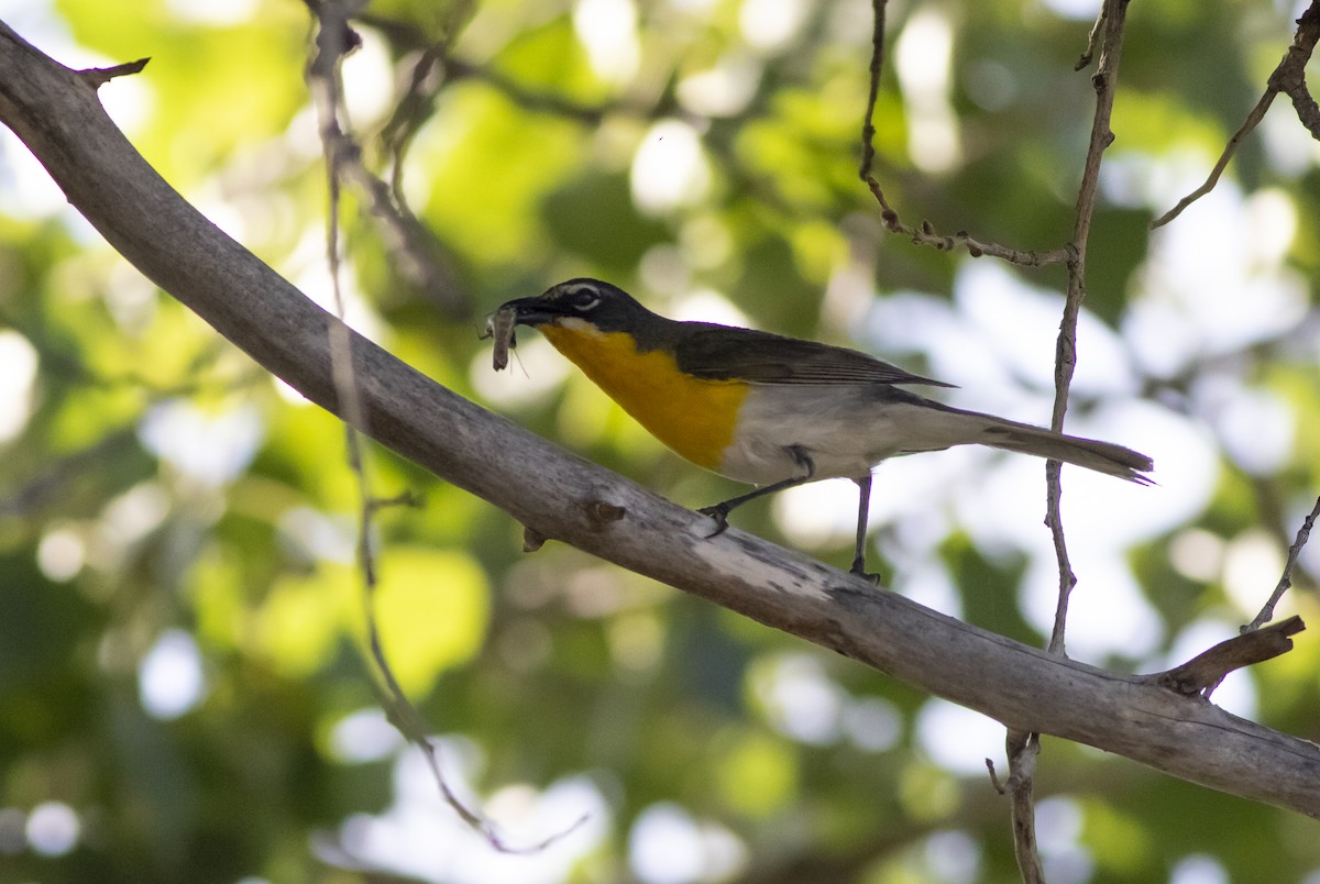 Yellow-breasted Chat - John Gluth