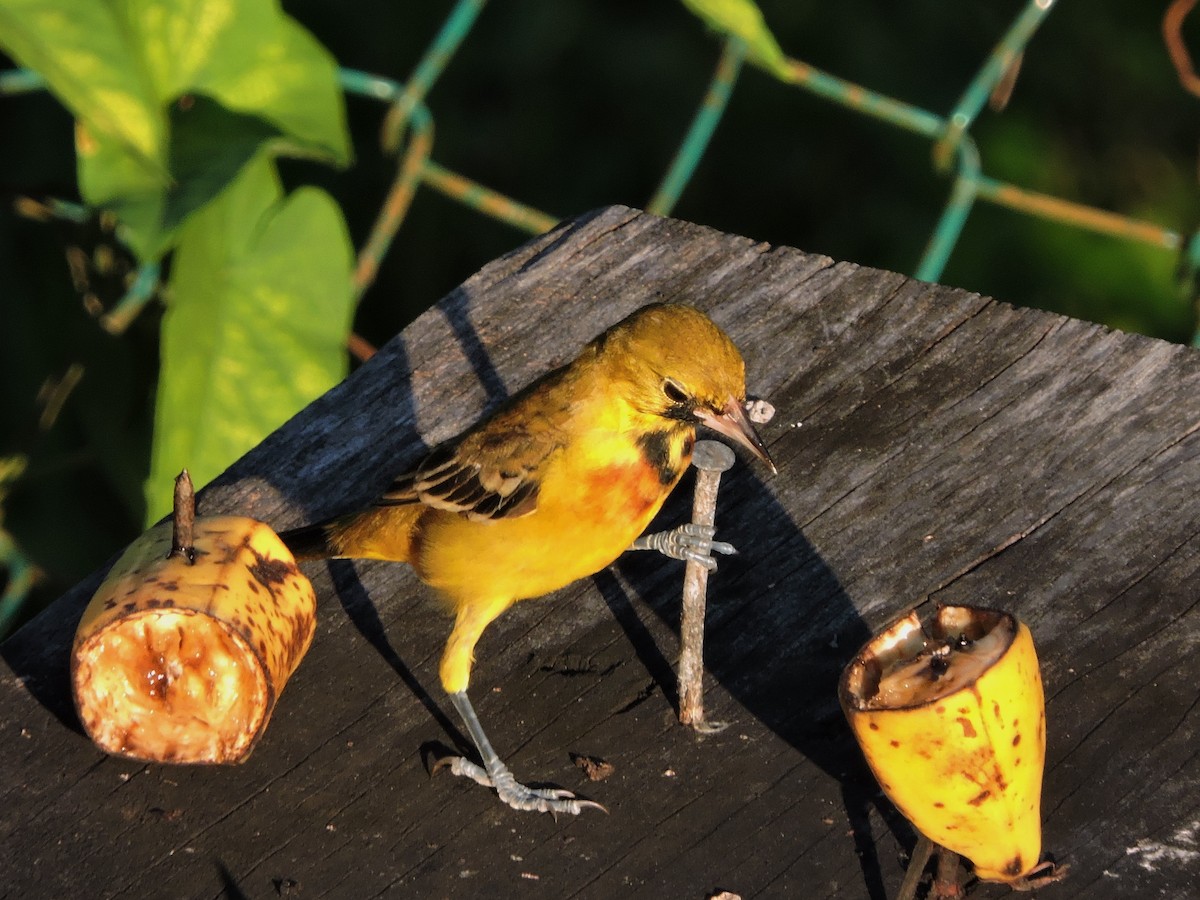 Orchard Oriole - ML110813911