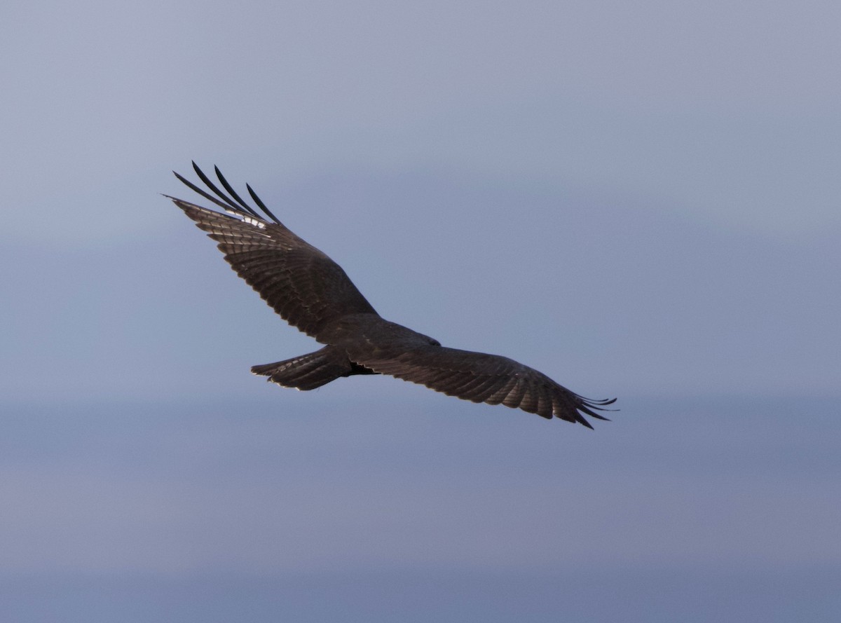 Zone-tailed Hawk - John Gluth