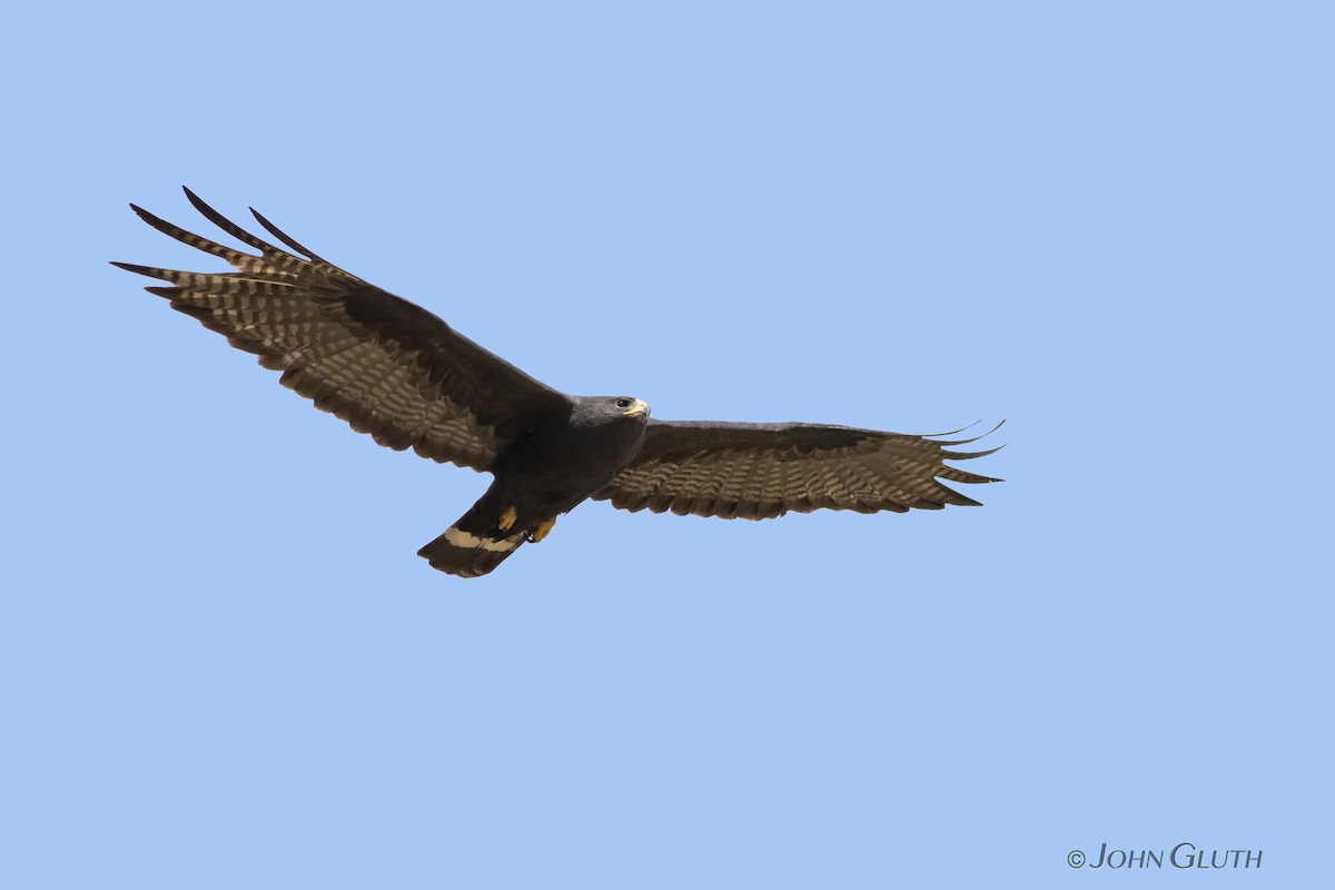 Zone-tailed Hawk - ML110815141