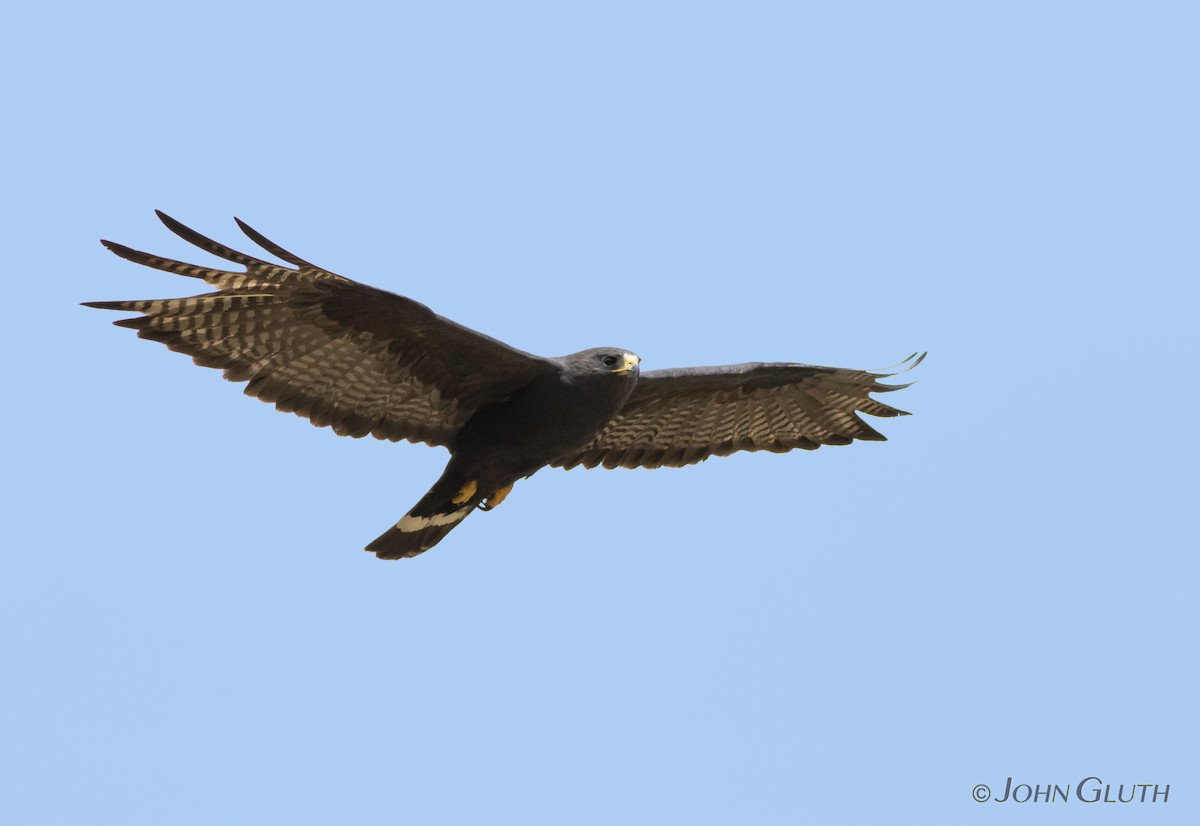 Zone-tailed Hawk - ML110815151