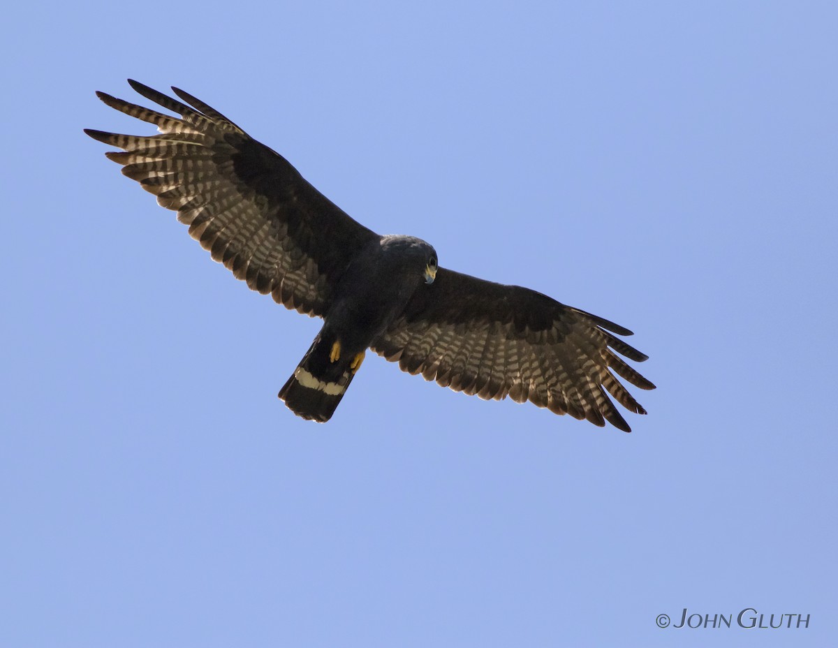 Zone-tailed Hawk - ML110815161