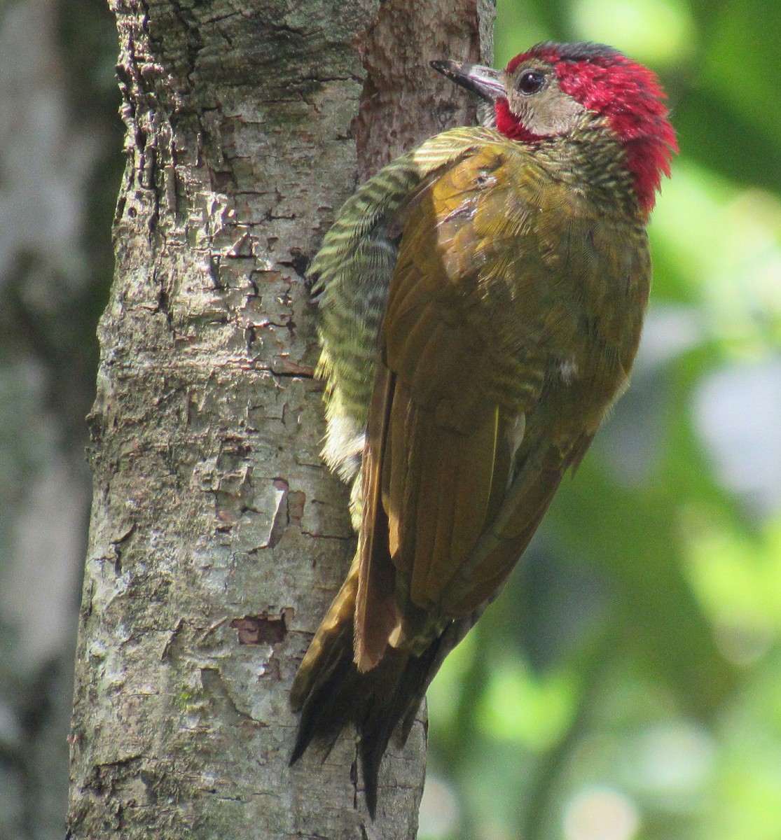 Golden-olive Woodpecker - Edwin Calderon