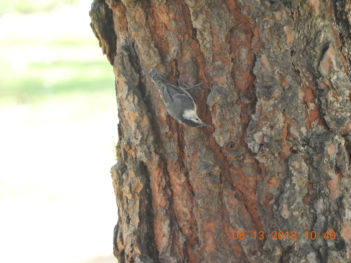 White-breasted Nuthatch - ML110817311