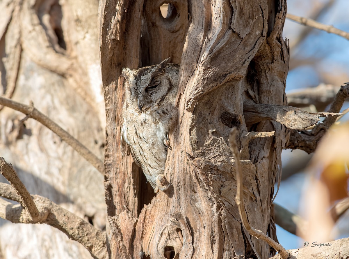 Indian Scops-Owl - Shailesh Pinto