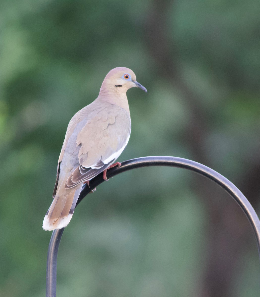 White-winged Dove - John Gluth