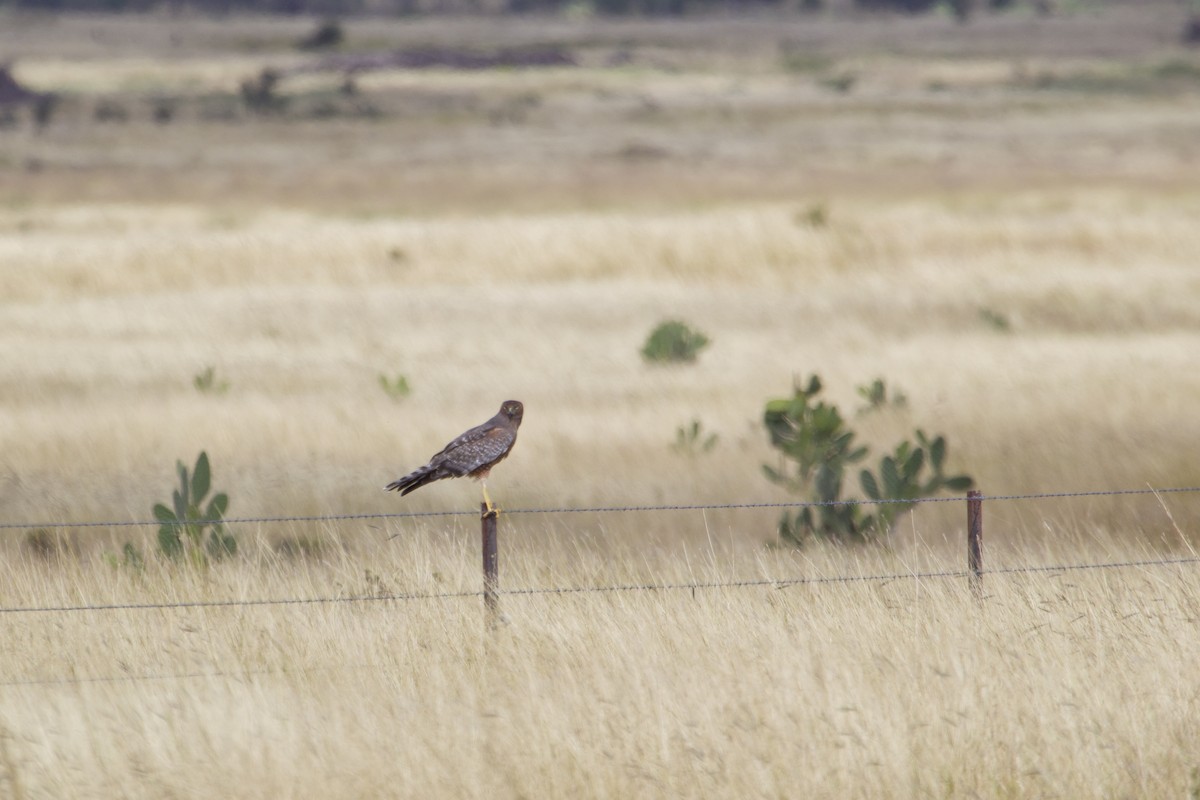 Spotted Harrier - ML110822141
