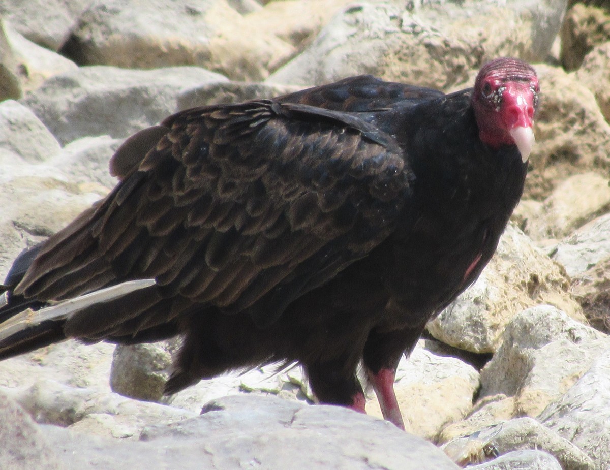 Turkey Vulture - Ben Sampson