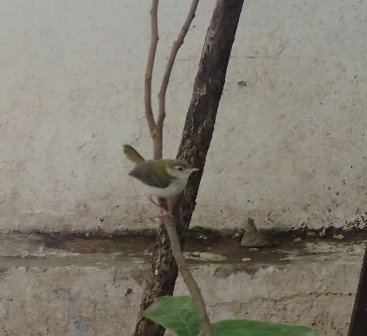 Common Tailorbird - Jigu Patel