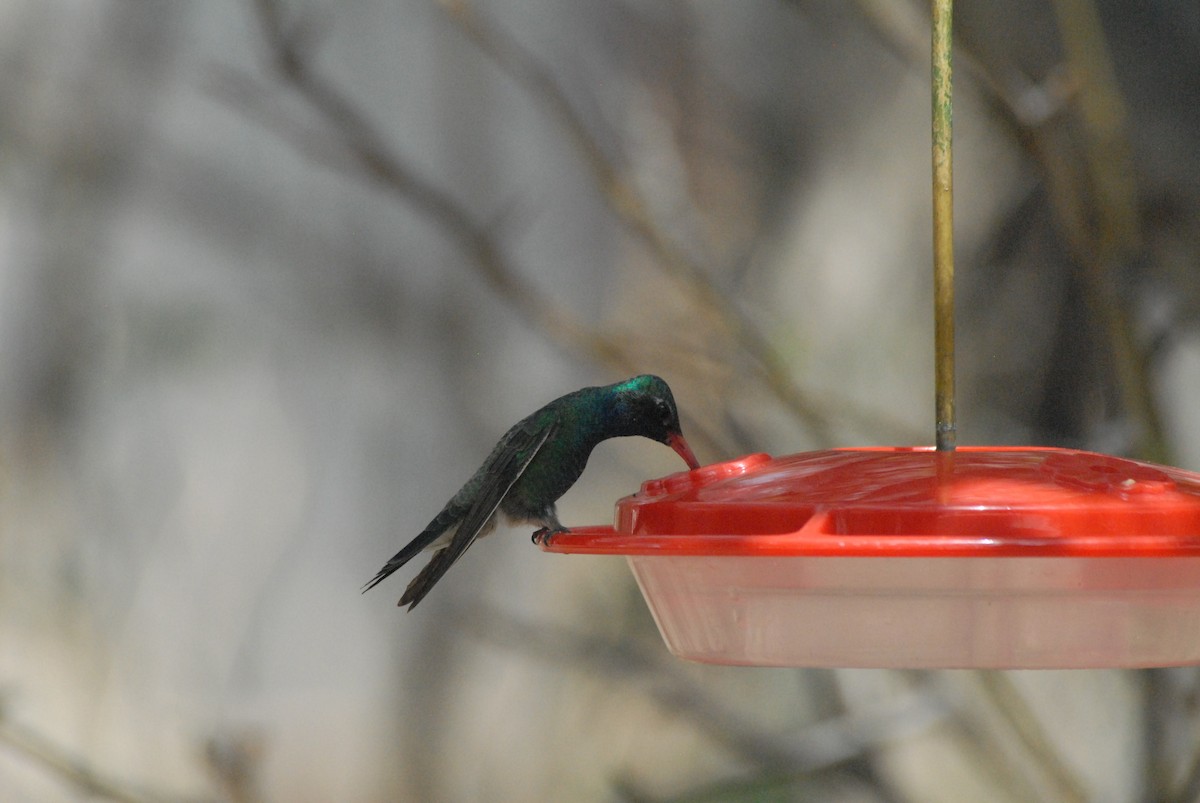 Broad-billed Hummingbird - James Jarosz