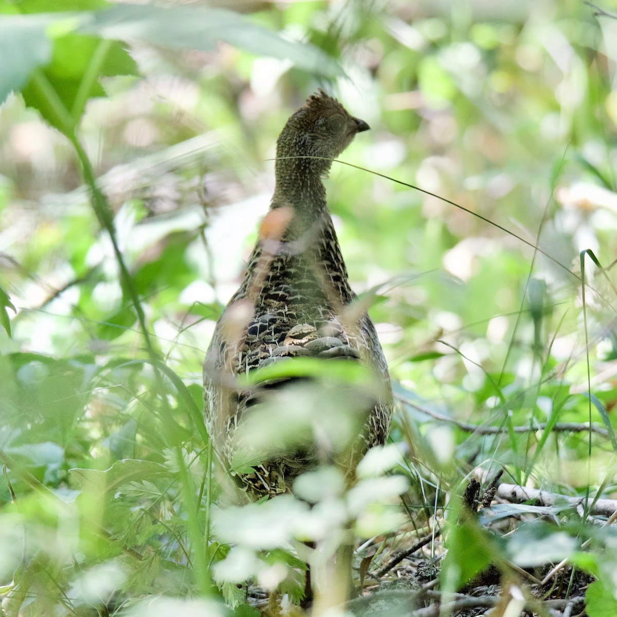 Sooty Grouse - Charlotte Allen