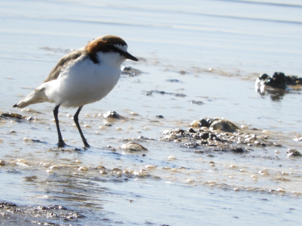 Red-capped Plover - Ron Steicke
