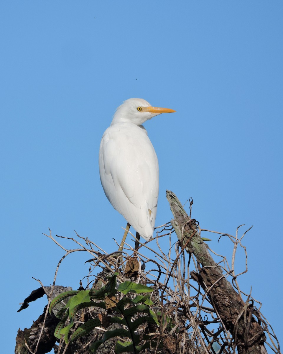 Western Cattle Egret - Betsy Taylor