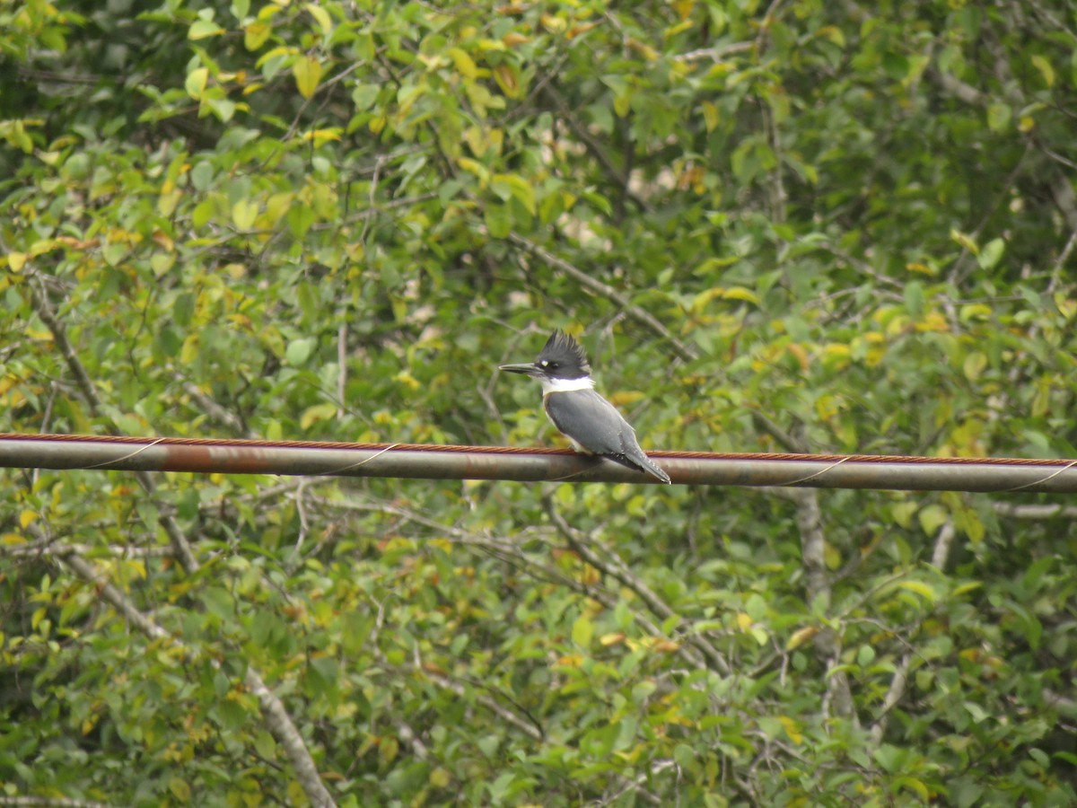 Belted Kingfisher - ML110824491