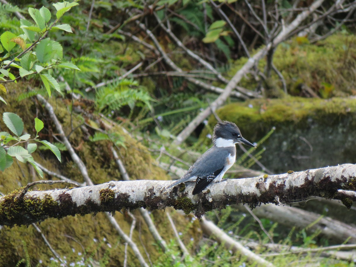 Belted Kingfisher - ML110824521
