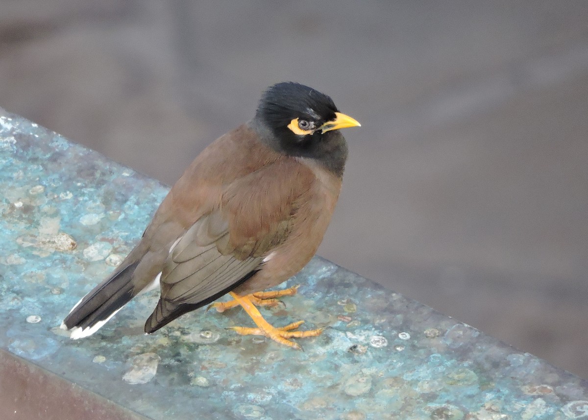 Common Myna - Betsy Taylor