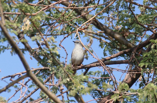 Namaqua Warbler