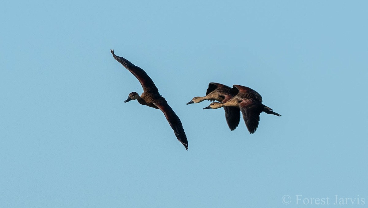 Wandering Whistling-Duck - Forest Botial-Jarvis