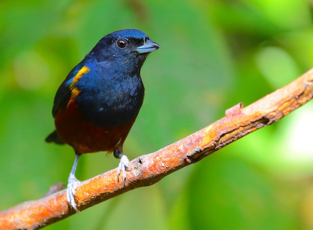 A. Three egg clutch of Chestnut-bellied Euphonia (Euphonia pectoralis)