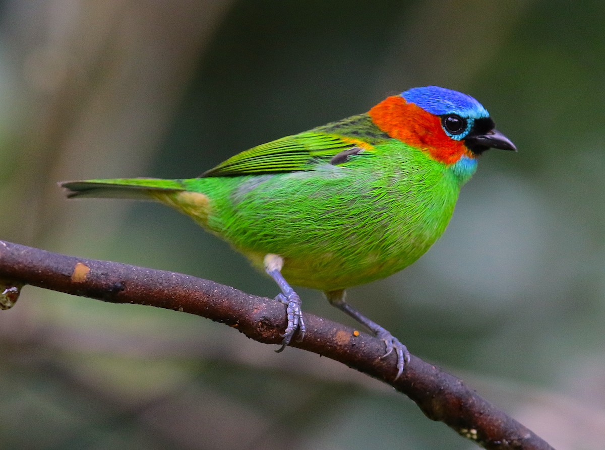 Red-necked Tanager - ML110826671