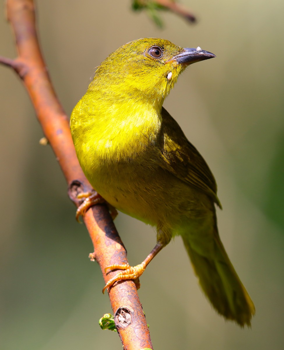 Olive-green Tanager - Anonymous