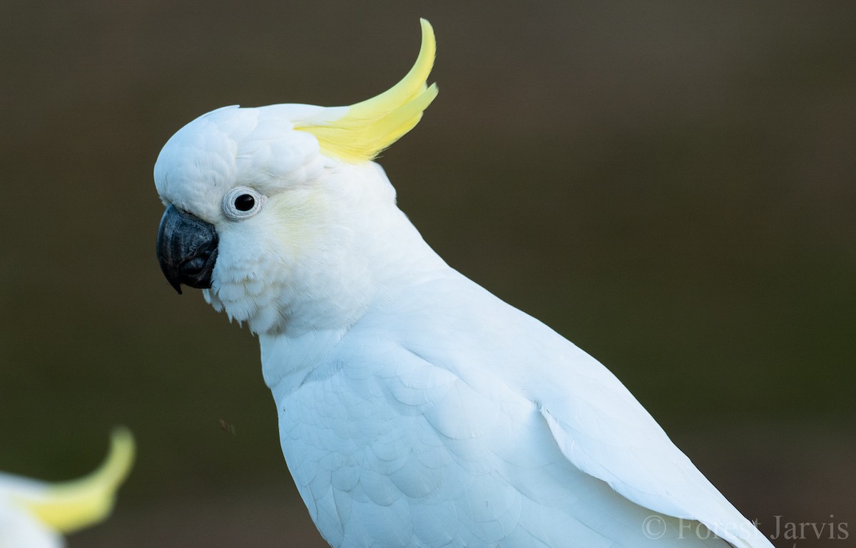 Sulphur-crested Cockatoo - Forest Botial-Jarvis