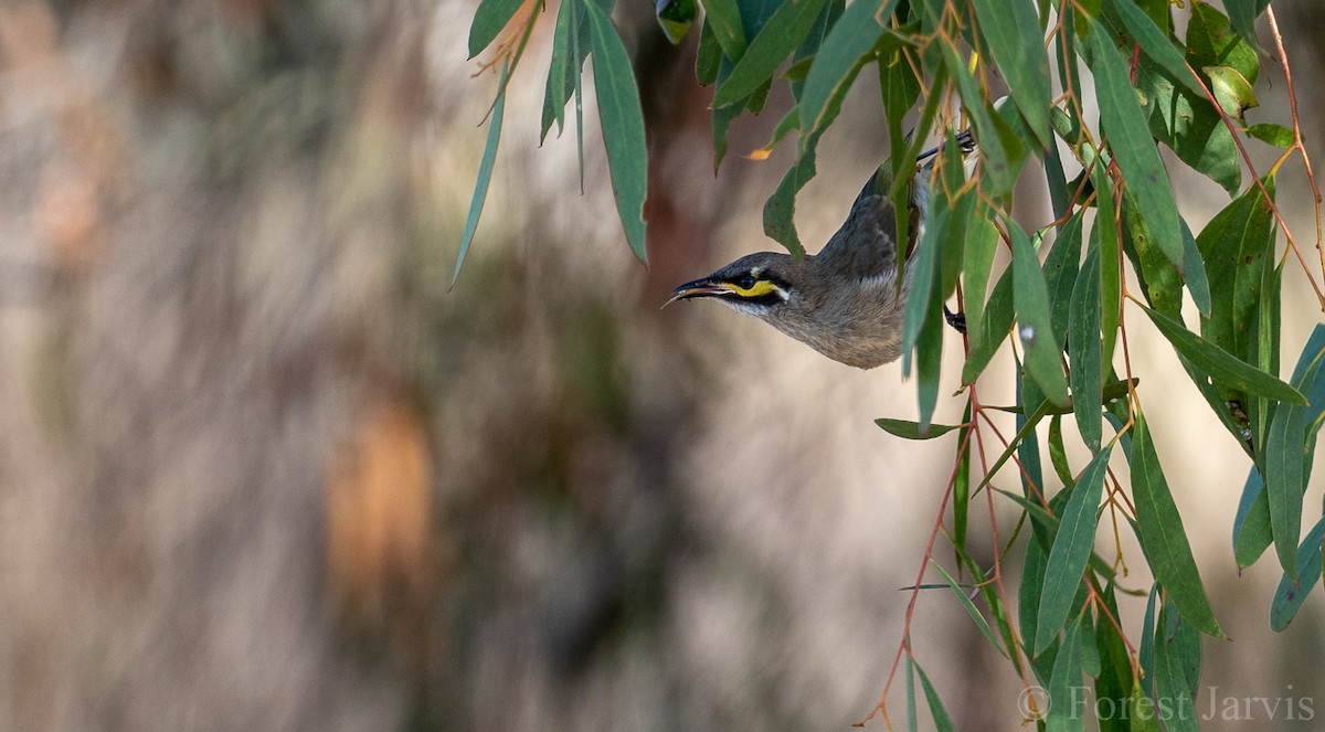 Yellow-faced Honeyeater - Forest Botial-Jarvis