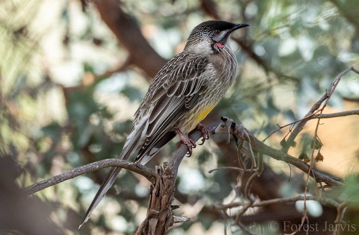 Red Wattlebird - Forest Botial-Jarvis