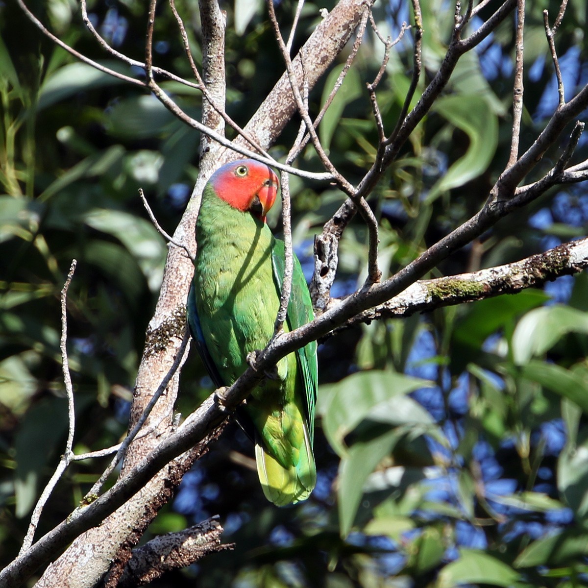 Red-cheeked Parrot - ML110835541