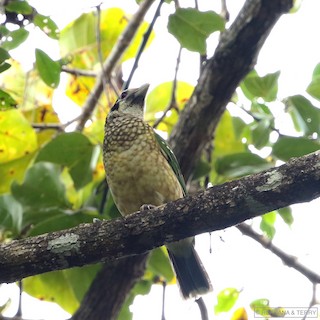 Black-eared Catbird - Ailuroedus melanotis - Birds of the World