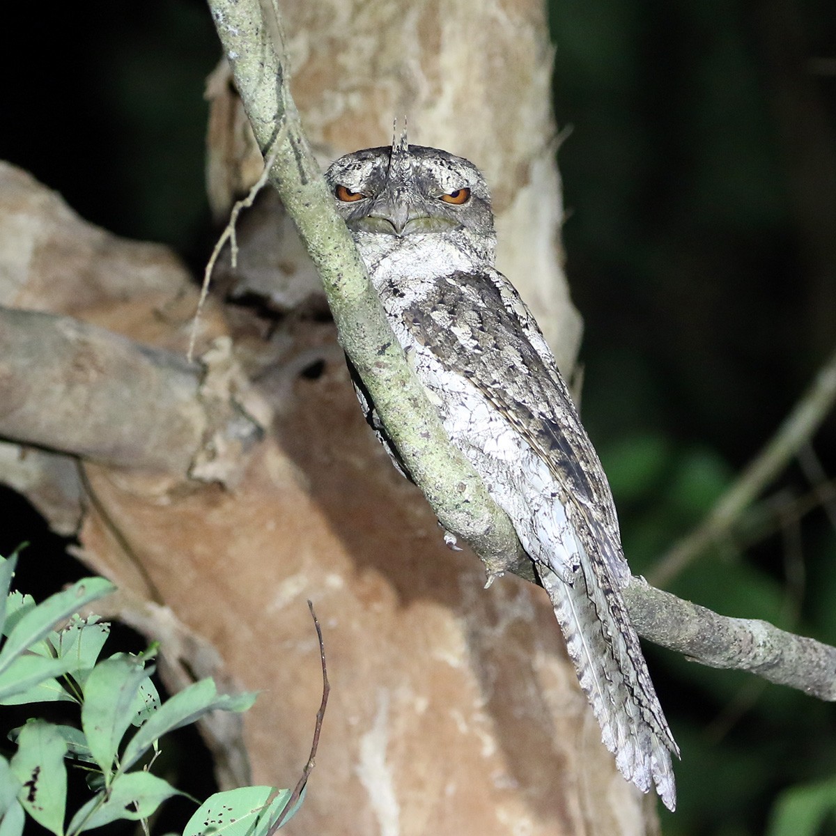 Marbled Frogmouth - ML110835591