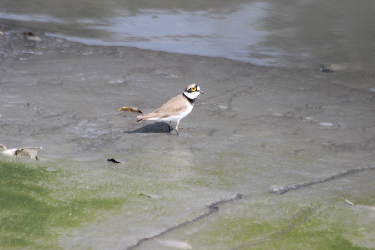 Little Ringed Plover - Kevin Cheng