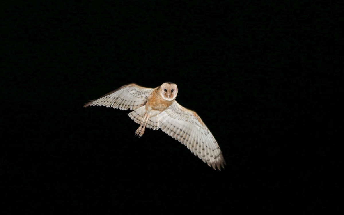 Australasian Grass-Owl - ML110838431